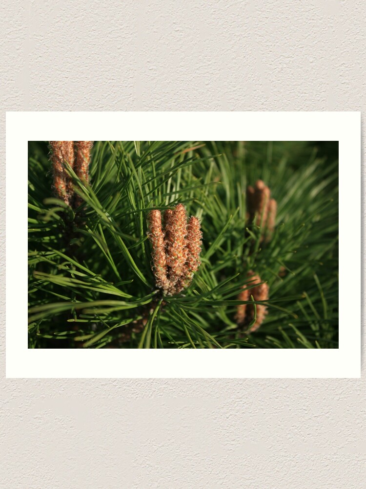 Alternate view of Pine Art Print