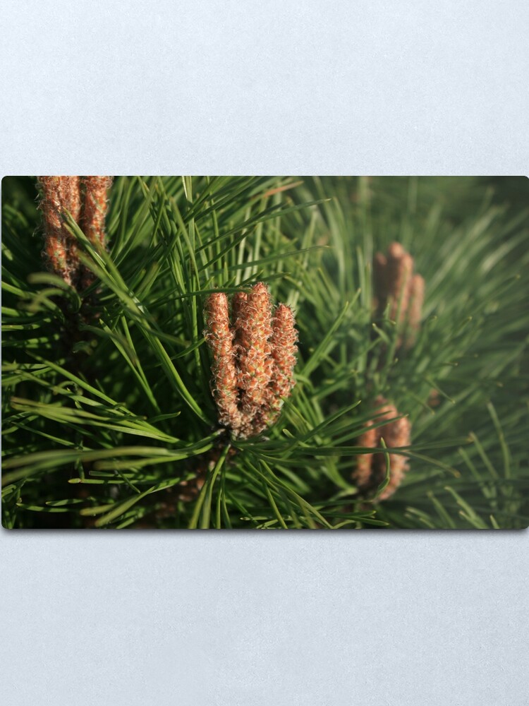 Alternate view of Pine Metal Print