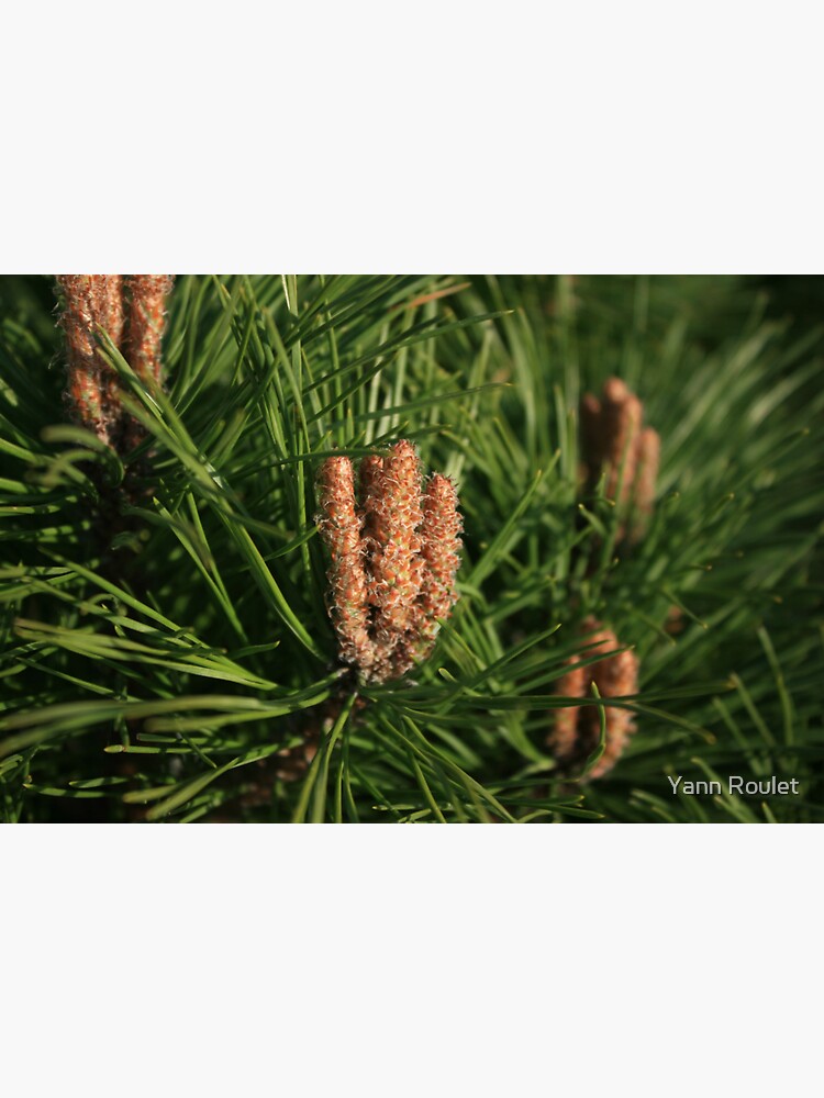 Thumbnail 3 of 3, Sticker, Pine designed and sold by Yann Roulet.