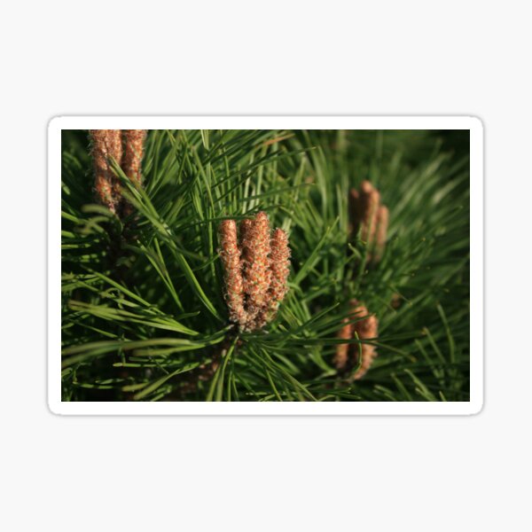 Pine Sticker