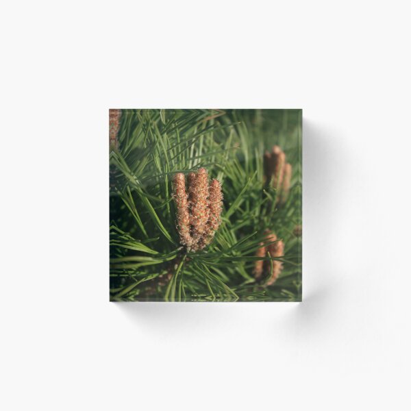 Pine Acrylic Block