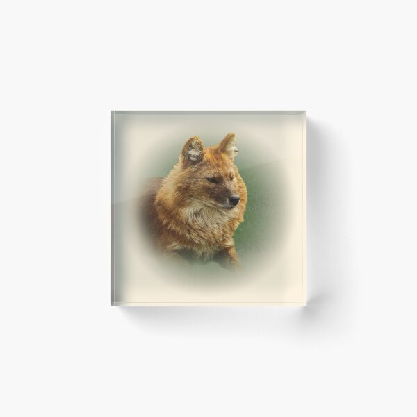 Item preview, Dhole-asian wild dog designed and sold by Guardi71.