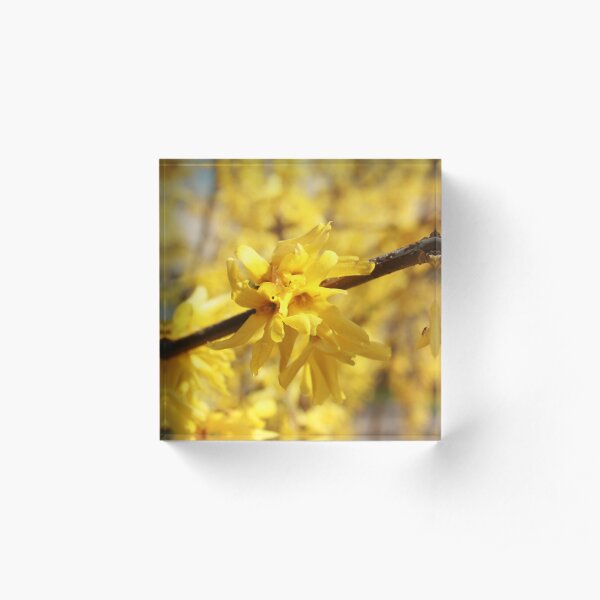 Light Acrylic Block