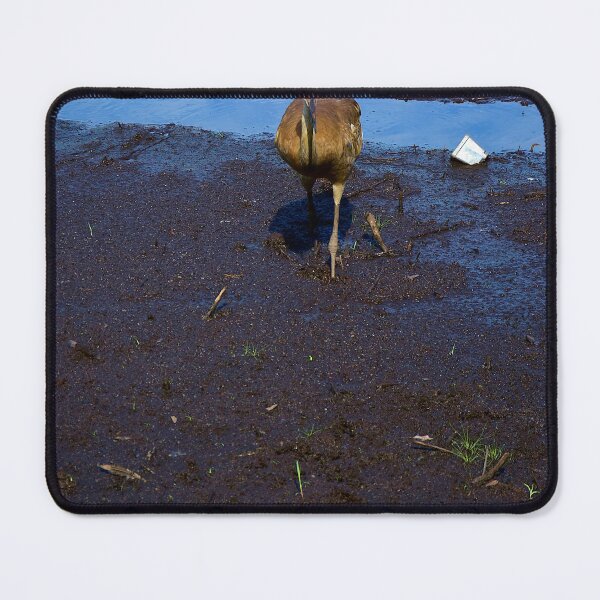 Item preview, Boggy Sandhill Crane designed and sold by MercerImages.