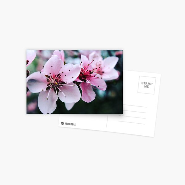 Freshness Postcard