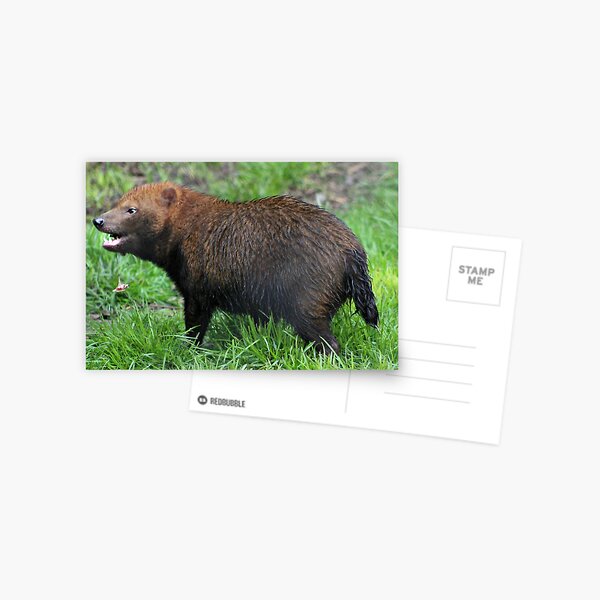 Item preview, Bush Dog designed and sold by Ladymoose.