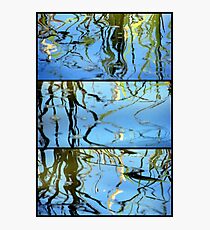 Pond Life - Triptych Photographic Print