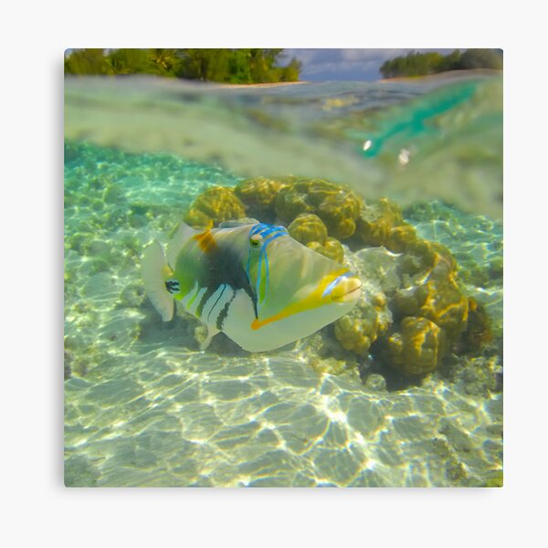 Trigger Fish Canvas Print