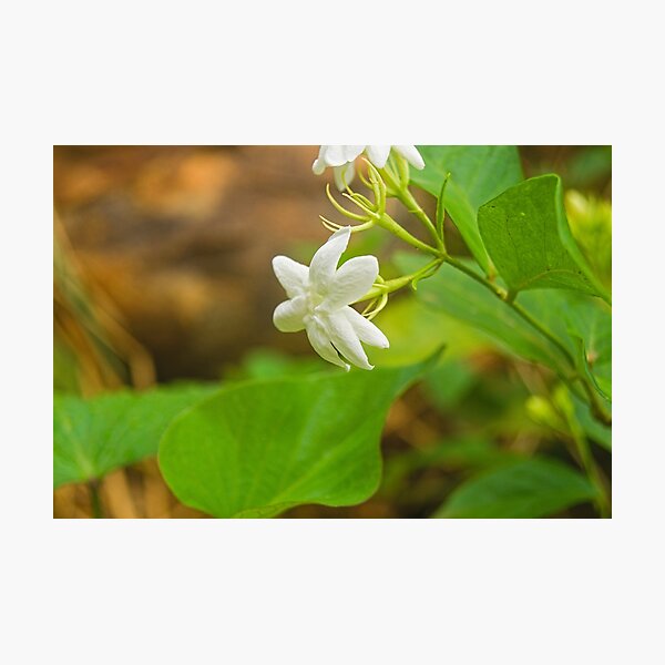 Item preview, Hla Jasmine designed and sold by pcfyi.