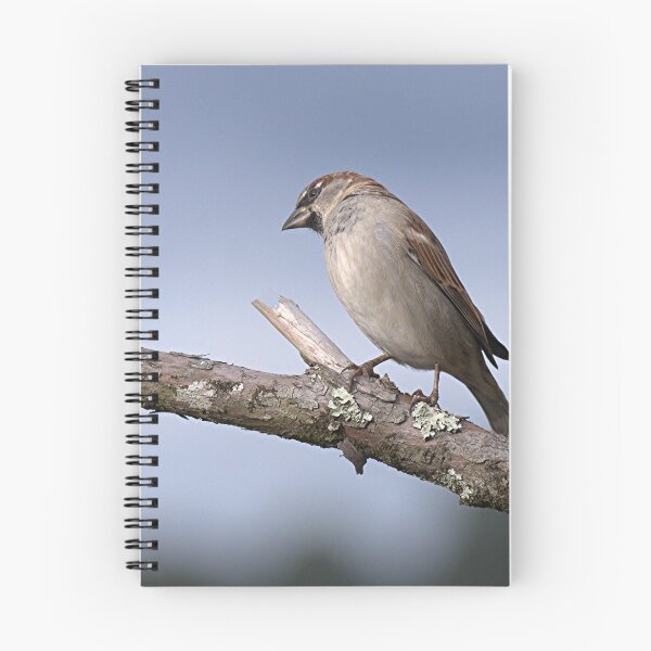 Item preview, I'm a lonely little Sparrow.........!! designed and sold by Roy  Massicks.