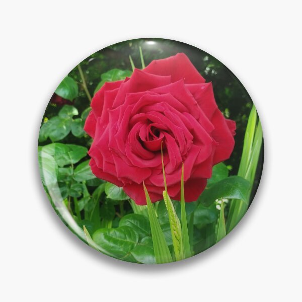 Item preview, A Single Rose! designed and sold by dawnsm.