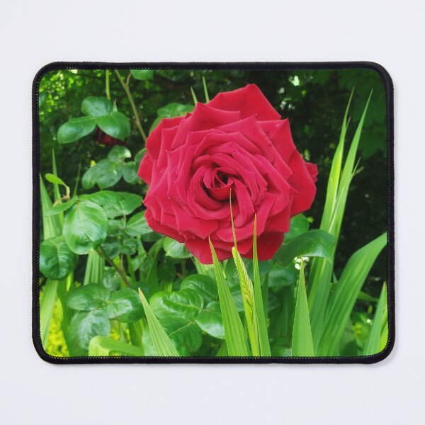 Item preview, A Single Rose! designed and sold by dawnsm.