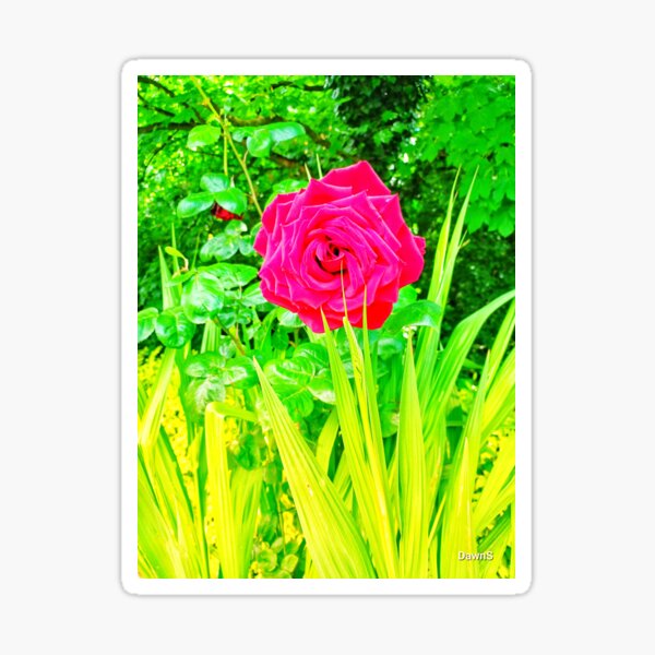Item preview, A Single Rose II designed and sold by dawnsm.