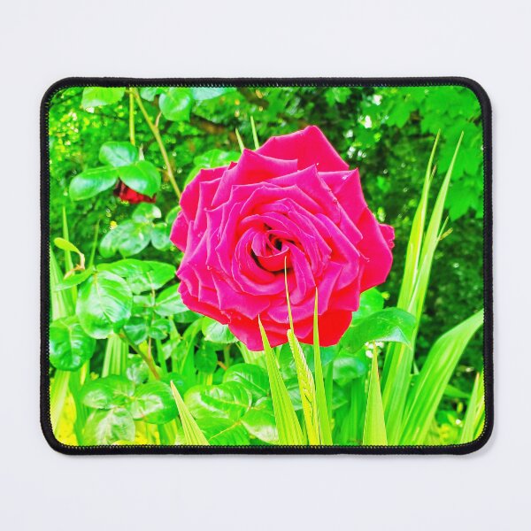 Item preview, A Single Rose II designed and sold by dawnsm.