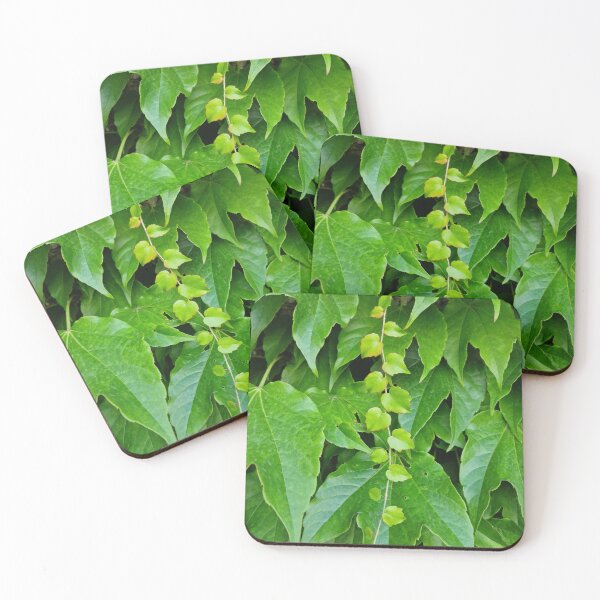 Item preview, Fresh Green Boston Ivy Leaves in Early Summer designed and sold by Gaboro.