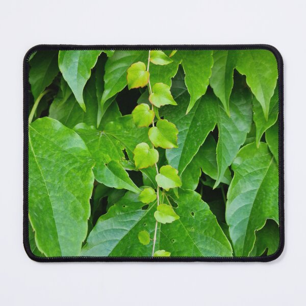 Item preview, Fresh Green Boston Ivy Leaves in Early Summer designed and sold by Gaboro.