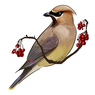 Artwork thumbnail, Cedar Waxwing by seafrost