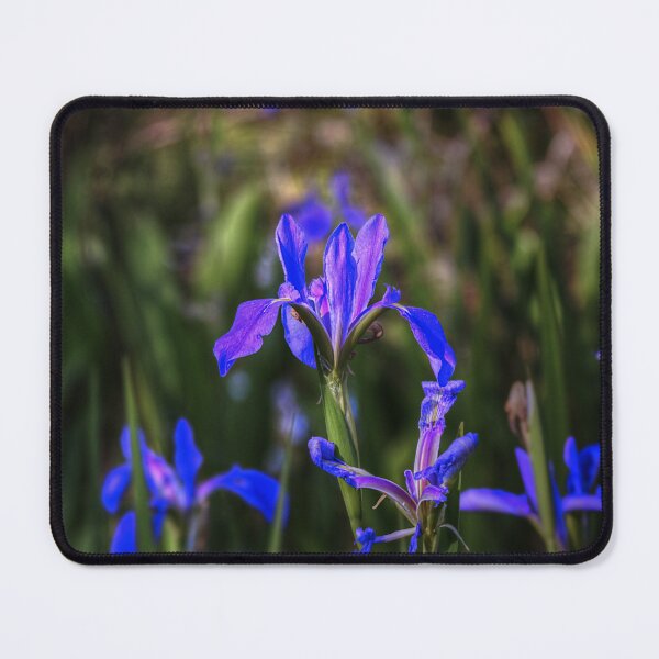 Item preview, Catching the Light. designed and sold by James Hoffman.