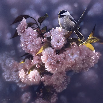 Artwork thumbnail, Chickadee "In Spring Pink" by Collin Bogle