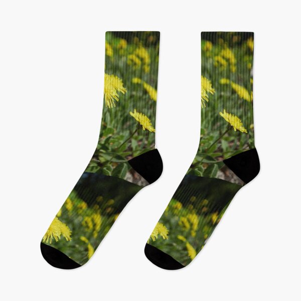 Item preview, Shine and smile. Mouse-ear Hawkweeds designed and sold by Jouko Lehto Photography.