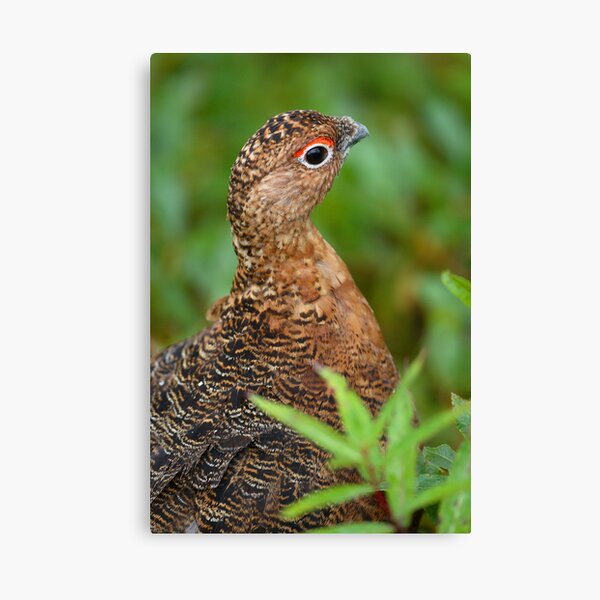 Item preview, Ptarmigan Portrait designed and sold by WorldDesign.