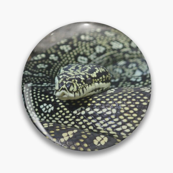 Item preview, Beautiful Carpet Python  designed and sold by wildphotosbyvis.