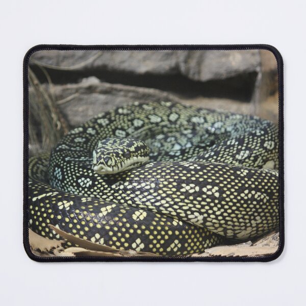 Item preview, Beautiful Carpet Python  designed and sold by wildphotosbyvis.