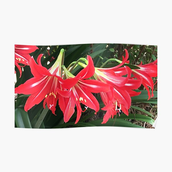 Poster Hippeastrum Redbubble