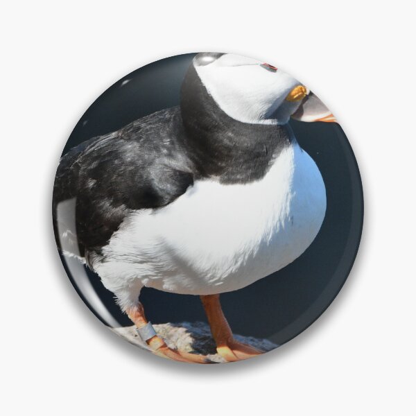 Item preview, Puffin .Aberdeenshire Sea Cliffs designed and sold by Derren Jones.