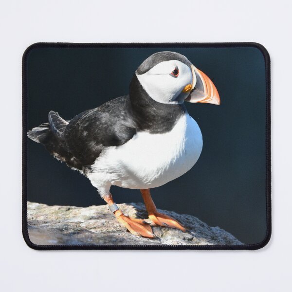Item preview, Puffin .Aberdeenshire Sea Cliffs designed and sold by Derren Jones.
