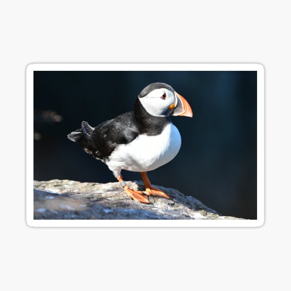 Item preview, Puffin .Aberdeenshire Sea Cliffs designed and sold by Derren Jones.