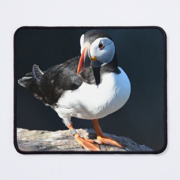 Item preview, Puffins of Aberdeenshire designed and sold by Derren Jones.