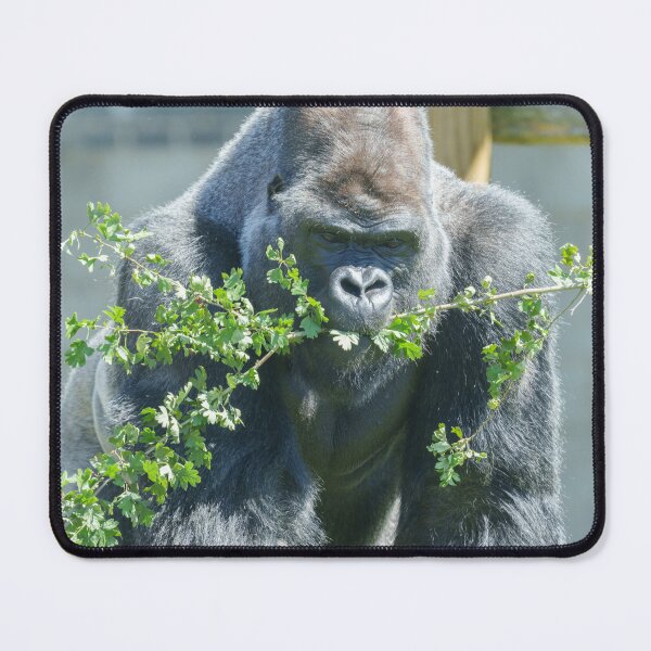 Item preview, Silverback Snack Time designed and sold by rawshutterbug.