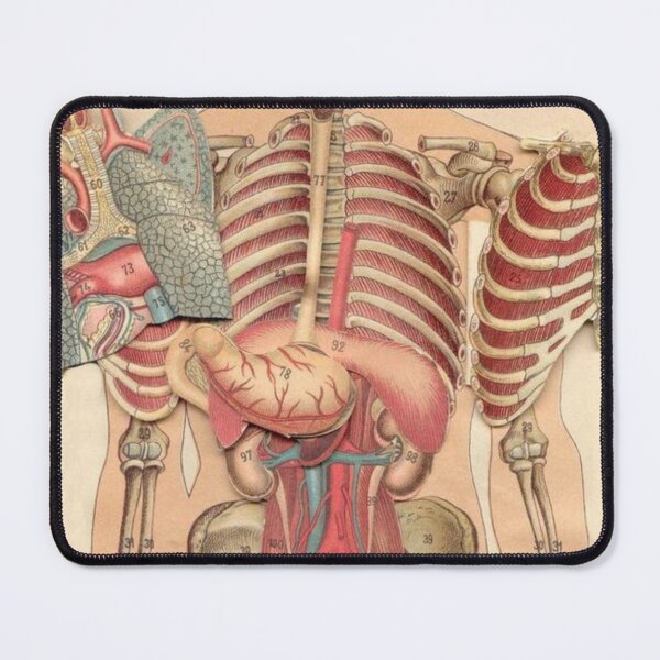 Item preview, Anatomy System Knowledge designed and sold by Weird-arts.