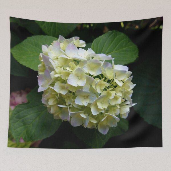 Item preview, Pink Splendor Hydrangea 3 original artwork designed and sold by paragonDesign28.