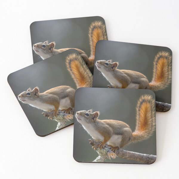 Item preview, Squirrel designed and sold by KNBS.