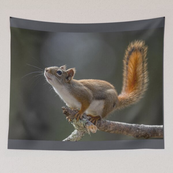 Item preview, Squirrel designed and sold by KNBS.