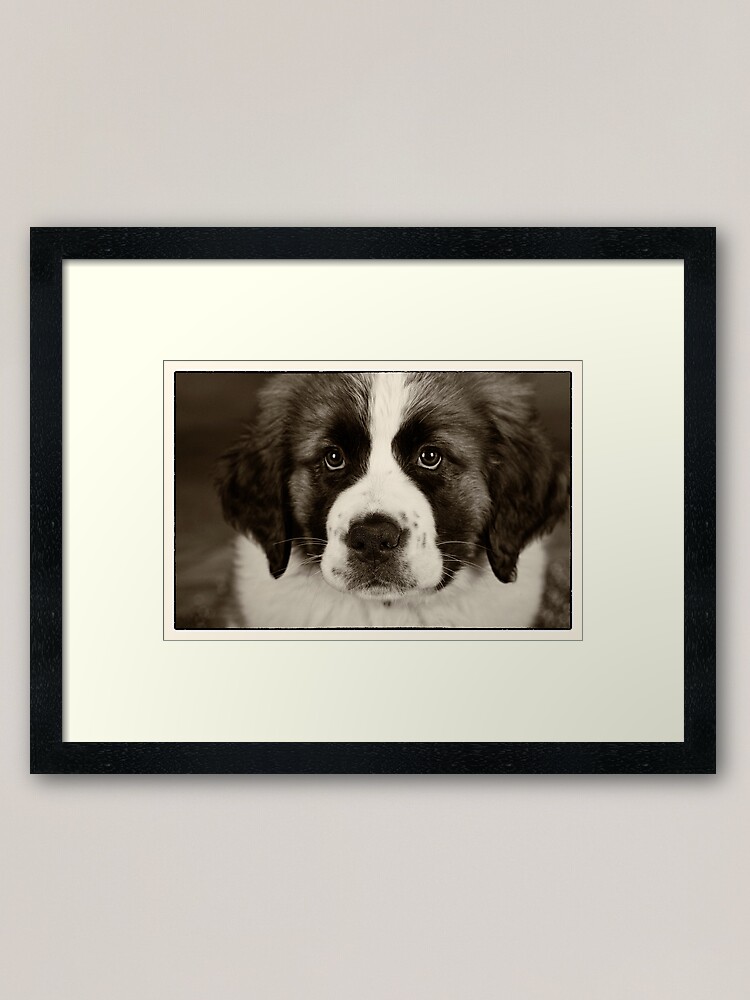 black and white st bernard puppy