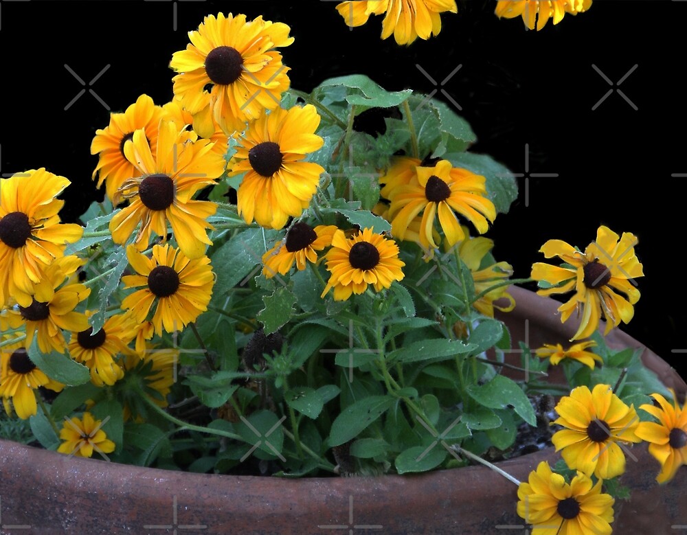 "Lazy Susans in My Garden" by Heather Friedman Redbubble
