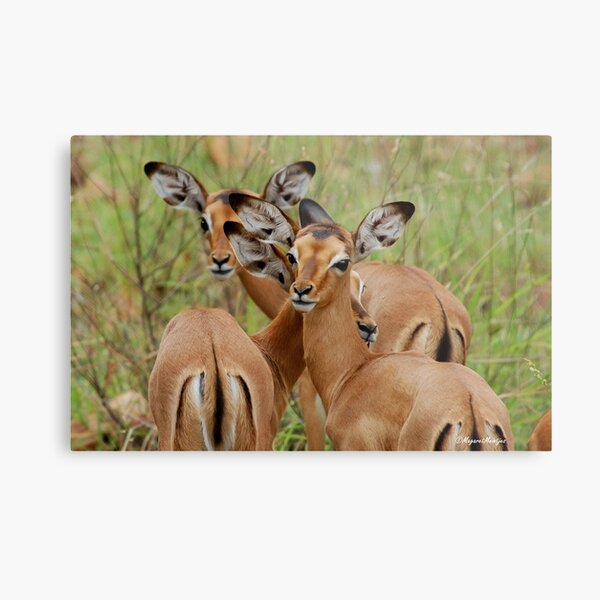 ARE WE SAFE HERE - BABY IMPALA – Aepyceros melampus melampus - *ROOIBOK* Metal Print