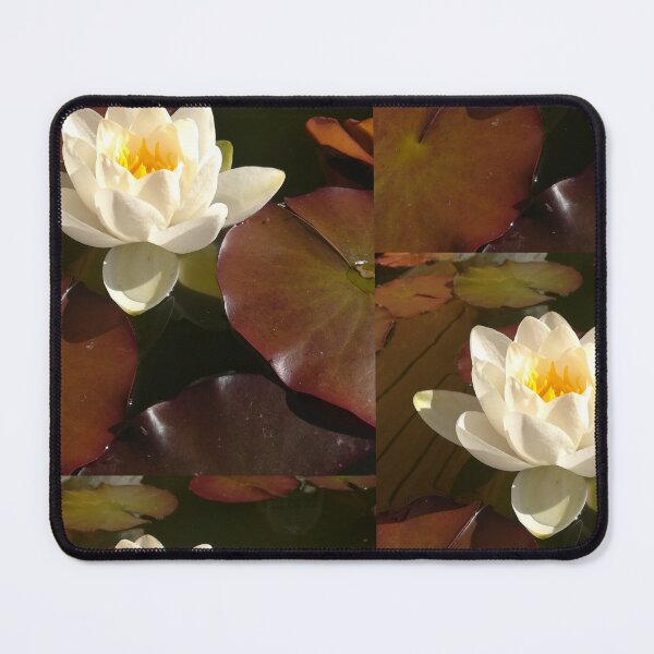 Item preview, Single white waterlily photograph designed and sold by esvb.