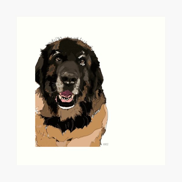 Kaiser the Leonberger Dog