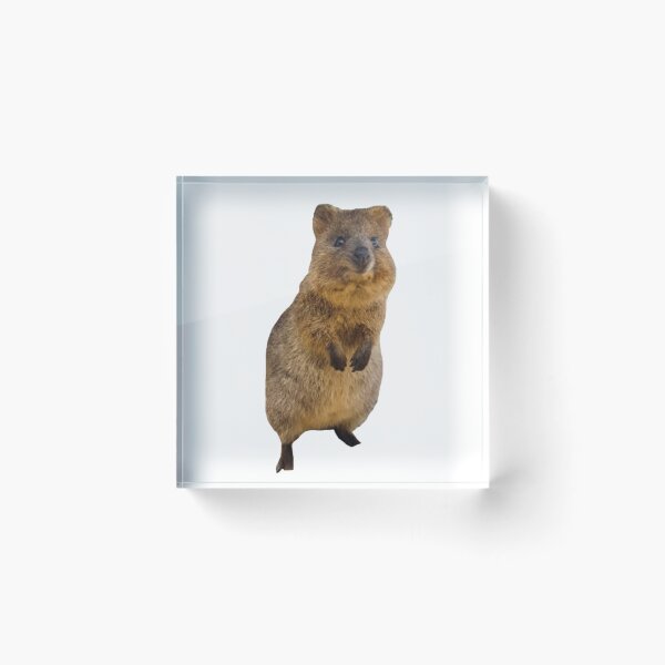 Item preview, Cute standing quokka  designed and sold by SillyLittleSnek.