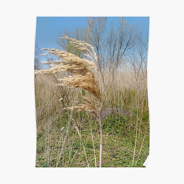 #Nature #field #grass #wheat #outdoors #agriculture #pasture #farm #summer #straw #crop #landscape #corn #vertical #colorimage #ruralscene #nopeople #cerealplant #nonurbanscene #day #phragmites Poster