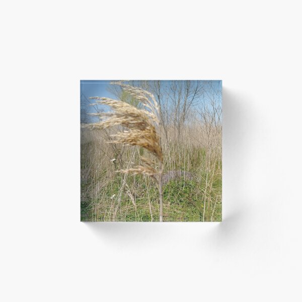 #Nature #field #grass #wheat #outdoors #agriculture #pasture #farm #summer #straw #crop #landscape #corn #vertical #colorimage #ruralscene #nopeople #cerealplant #nonurbanscene #day #phragmites Acrylic Block