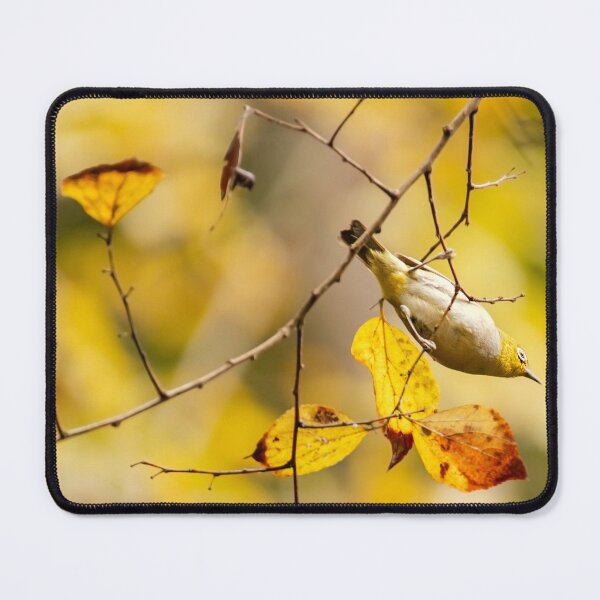Item preview, Silvereye Bird designed and sold by robdanimalphotography.