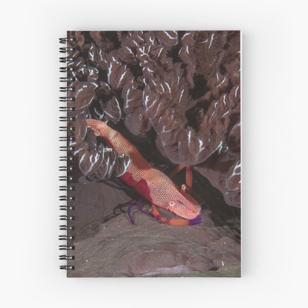 Item preview, Emperor Shrimp on Nudibranch designed and sold by Mark Rosenstein.