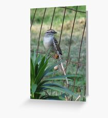Little Bird On The Fence Greeting Card