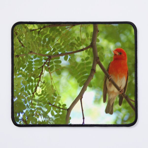 Item preview, REDHEADED WEAVER - Anaplectes rubriceps designed and sold by Magriet Meintjes.