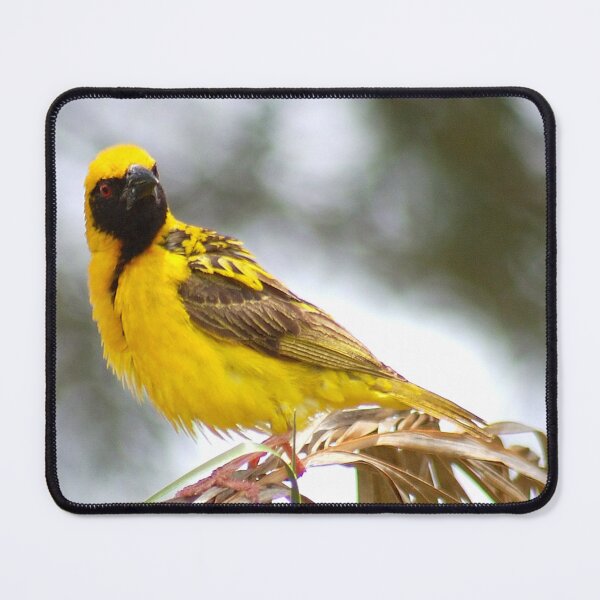 Item preview, WERE YOU TALKING TO ME? (SOUTHERN) MASKED WEAVER - Ploceus velatus designed and sold by Magriet Meintjes.